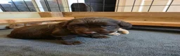 Cocker Spaniel dogs for sale: Beautiful proven cocker spaniels for sale - Advert 27