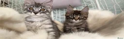 Maine Coon cats for sale: 1 ACTIVE TICA Registered Mainecoon kittens  - Advert 7