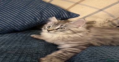 Maine Coon cats - Advert 4