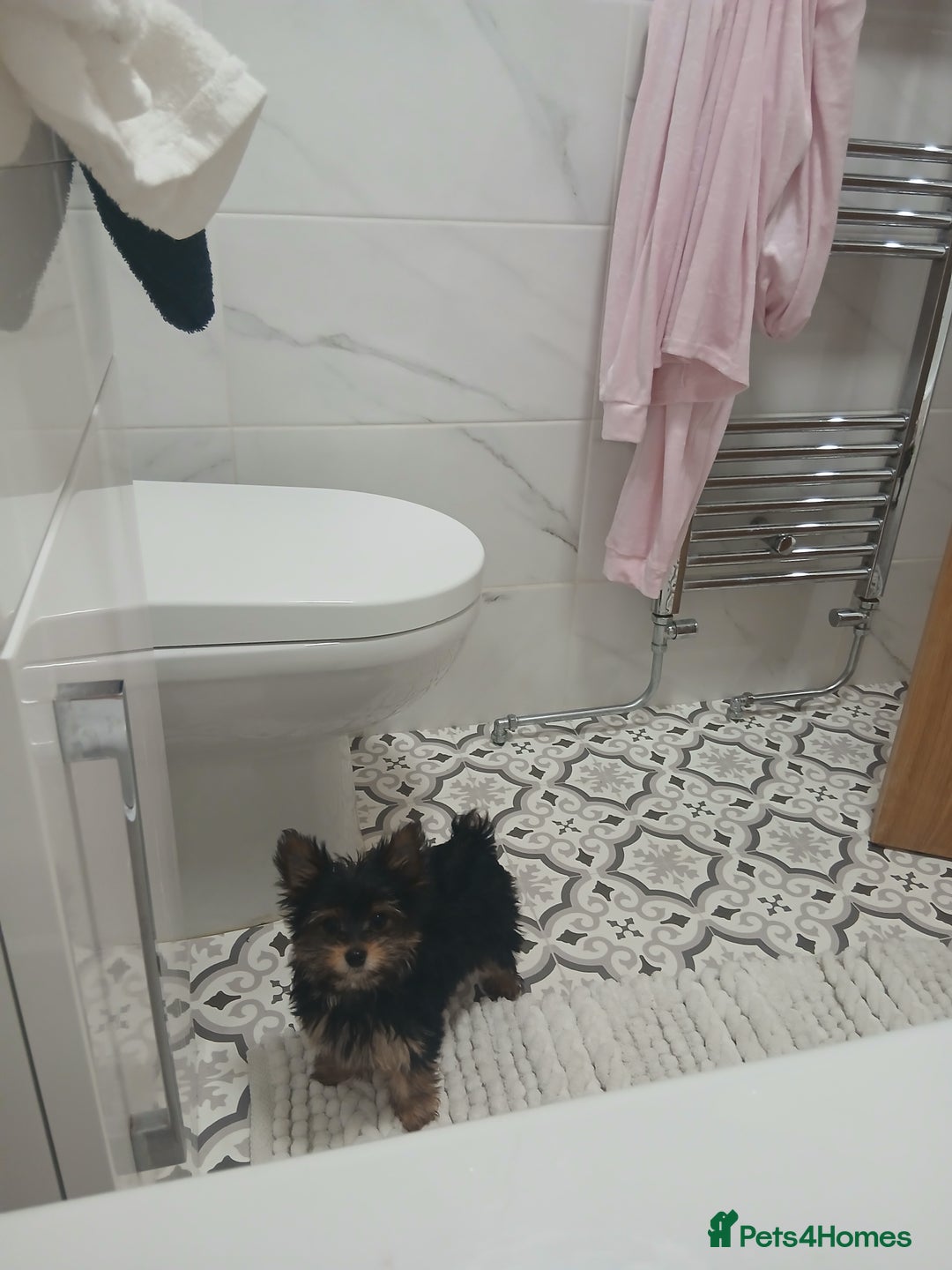 Yorkshire Terrier dogs for sale:  **  Yorkshire Terrier - Advert 1