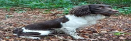 English Springer Spaniel dogs for sale: ESS Puppy (Black & White Bitch) – Ready to Leave - Advert 8