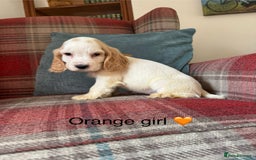 Cocker Spaniel dogs for sale: KC registered, health tested, show type puppies  - Image 14