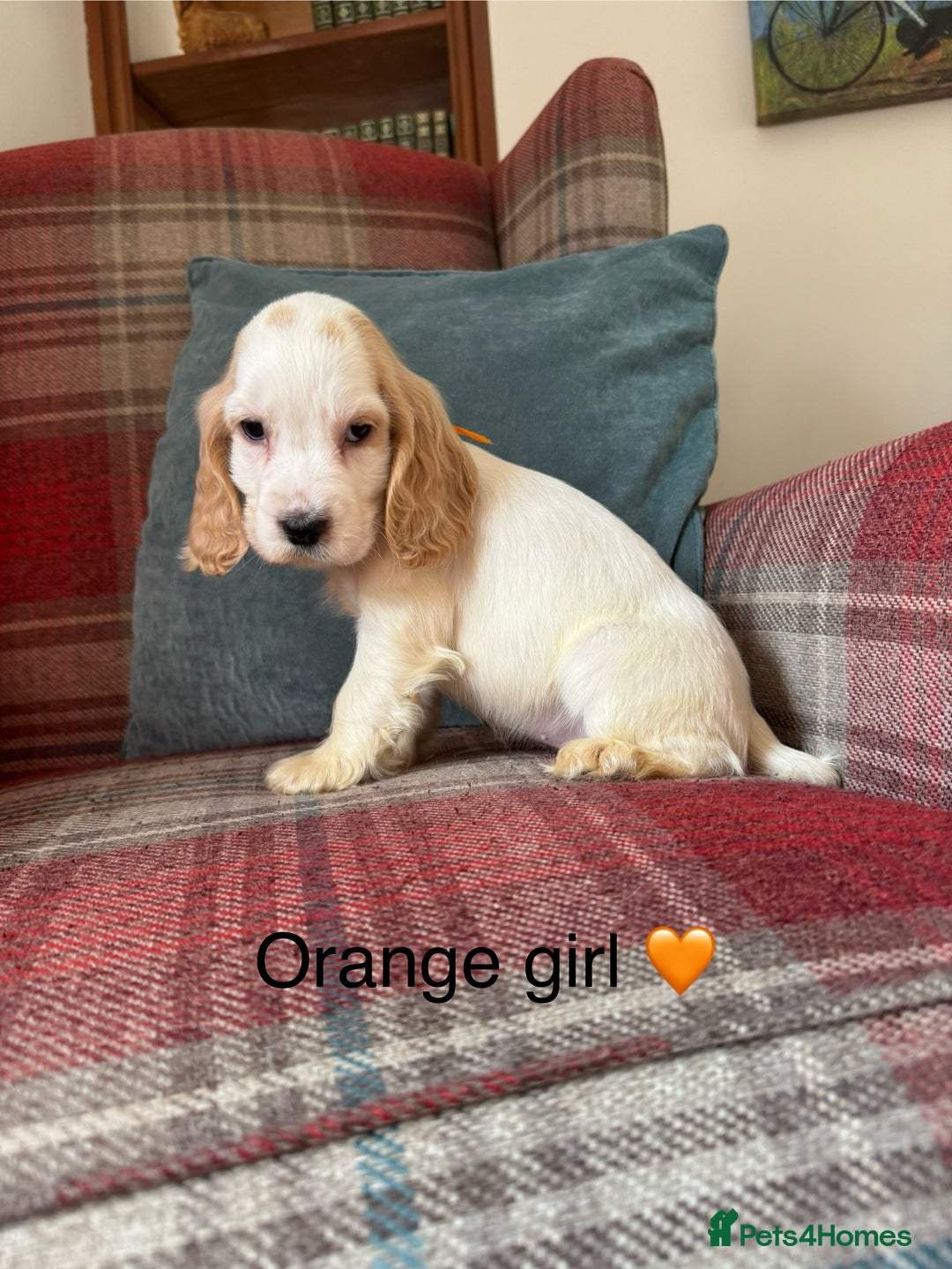 Cocker Spaniel dogs for sale: KC registered, health tested, show type puppies  - Image 14
