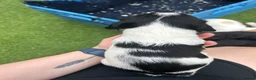 Sprocker dogs for sale: 3/4 cocker 1/4 springer pups  - Advert 10
