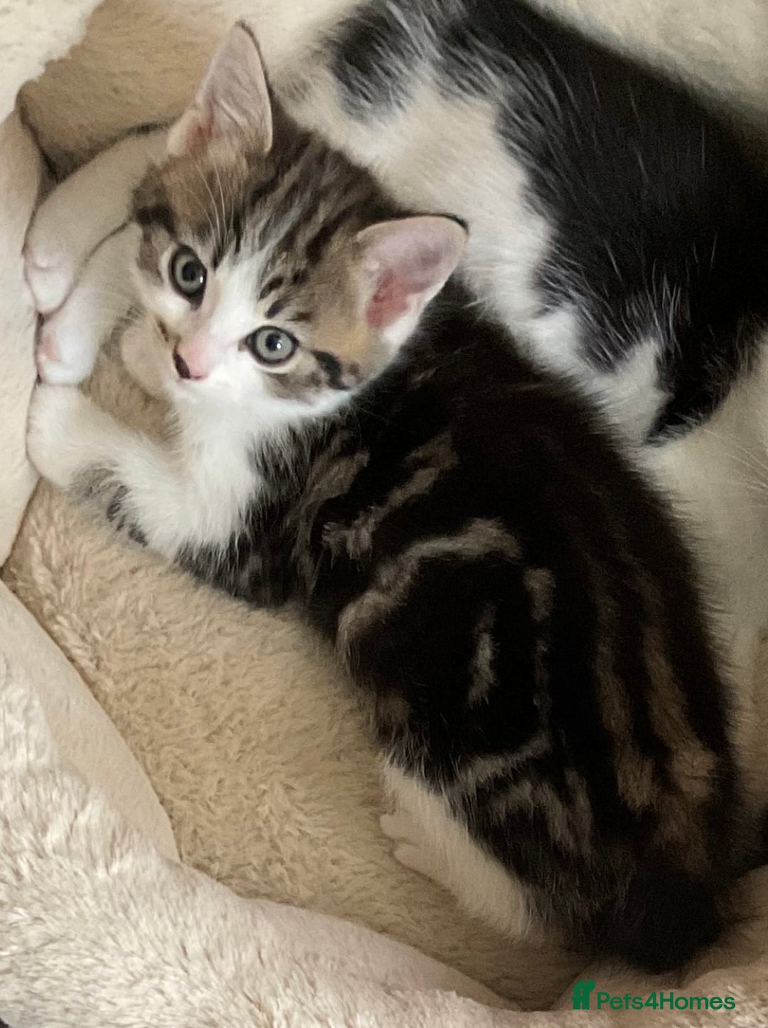 Mixed Breed cats for sale: Kittens - Mid Wales- £25 - Image 6