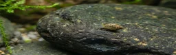 Snails invertebrates for sale: Bladder Snails - Algae Eater in Telford - Advert 3