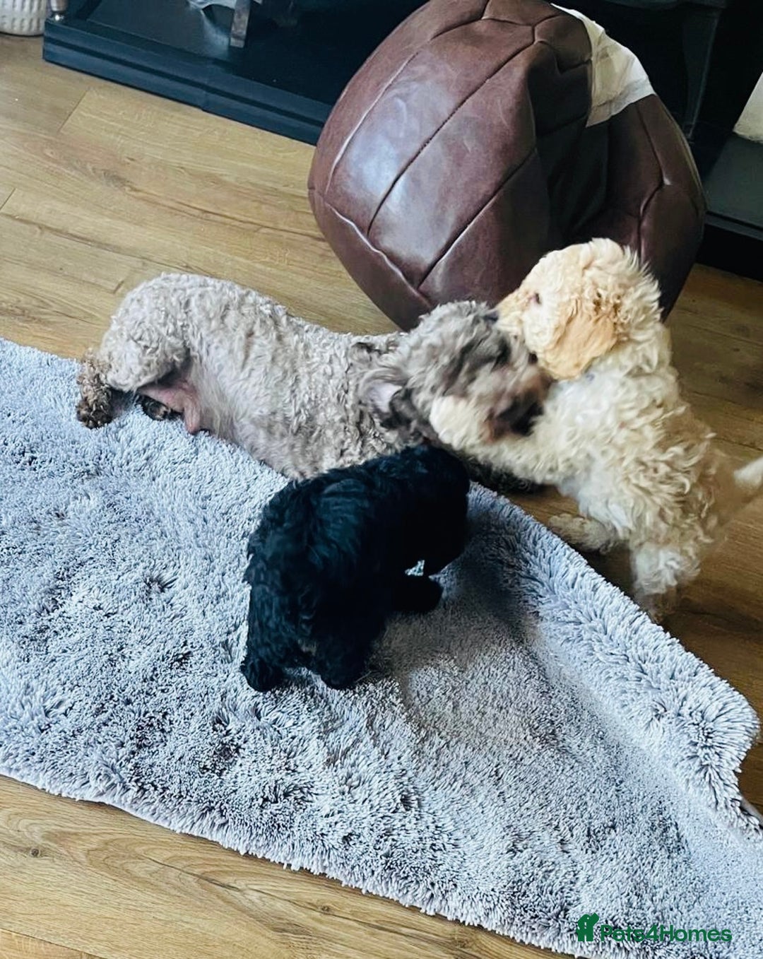 Cockapoo dogs for sale: Cockapoo Puppies 3 vaccines done - Image 4