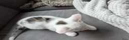 Mixed Breed cats for sale: Kittens  - Advert 13