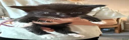 Mixed Breed cats for sale: Beautiful black and white kittens  in Bristol - Advert 3