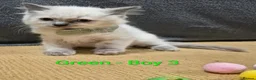 Ragdoll cats for sale: 😻 Ragdoll Kitten 😻 - Advert 9
