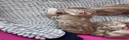 Bengal cats for sale: TICA Reg Bengal Kittens. Ready To Leave in 3 weeks - Advert 21