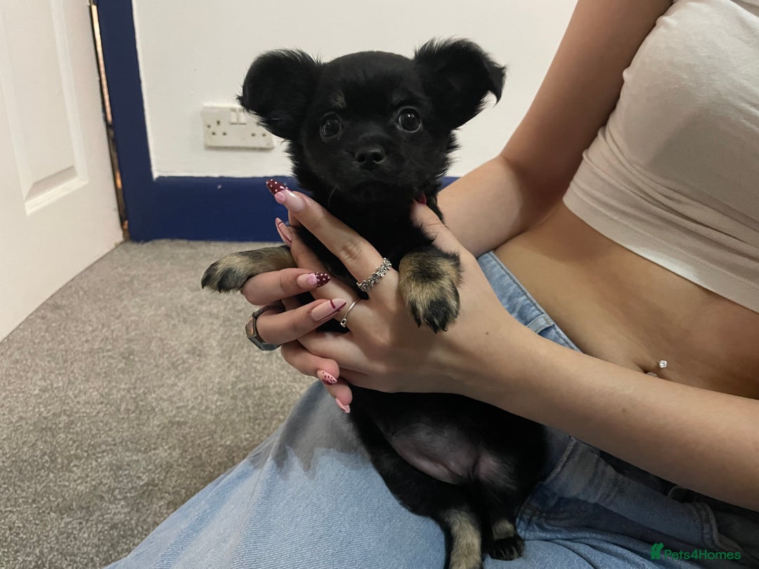 Chihuahua dogs for sale: Ready to leave now 3 beautiful chihuahua puppies - Advert 11