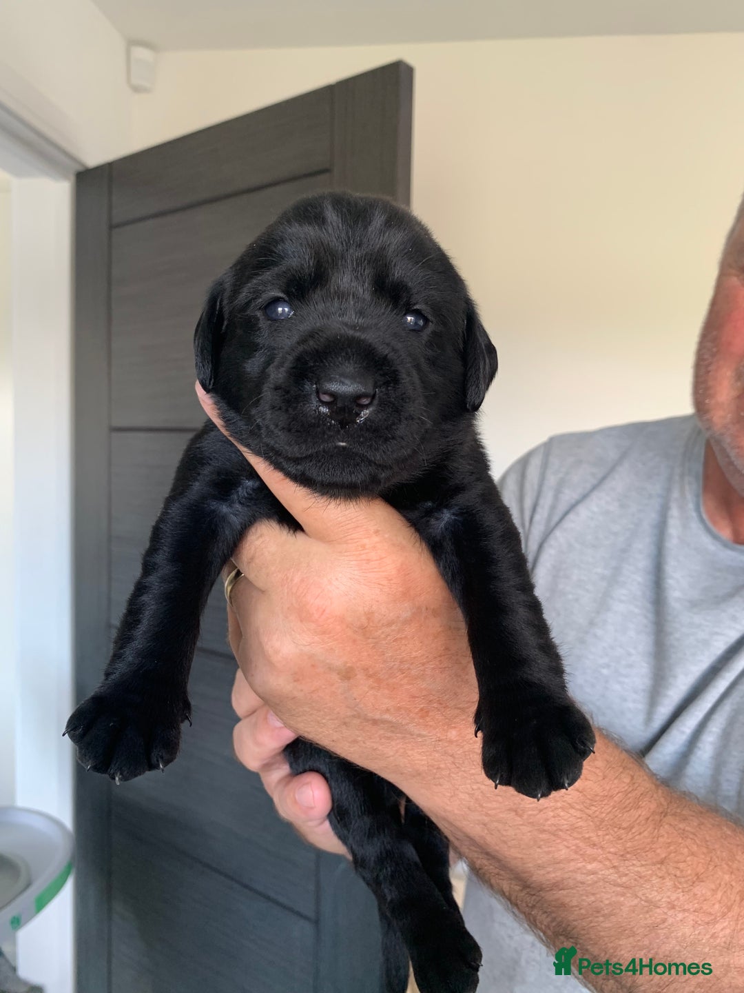 Labrador Retriever dogs for sale: 5* breeder🐾beautiful glossy black puppies ❤️  - Image 16