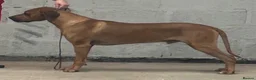 Rhodesian Ridgeback dogs for sale: Rhodesian Ridgeback puppies  - Advert 10