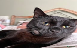 Domestic Shorthair cats for sale: Looking for a new home for our 2 wonderful cats. - Image 7