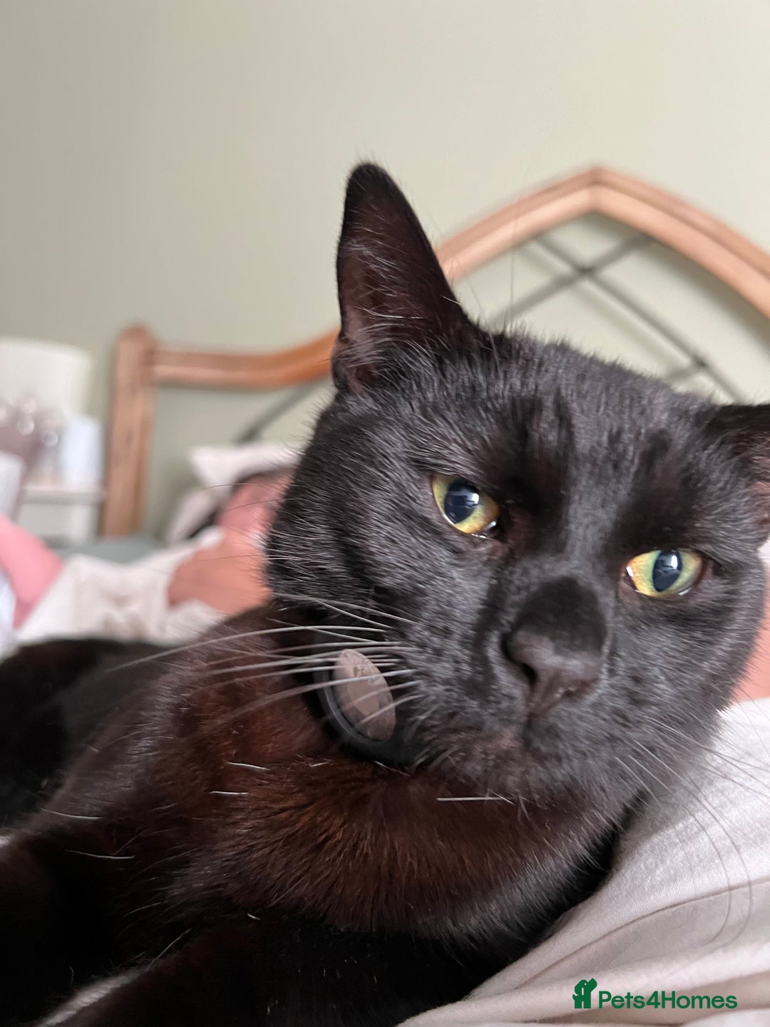 Domestic Shorthair cats for sale: Looking for a new home for our 2 wonderful cats. - Image 7