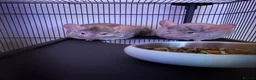 Chinchilla rodents for sale: Two Male chinchillas  in Pontypridd - Advert 1