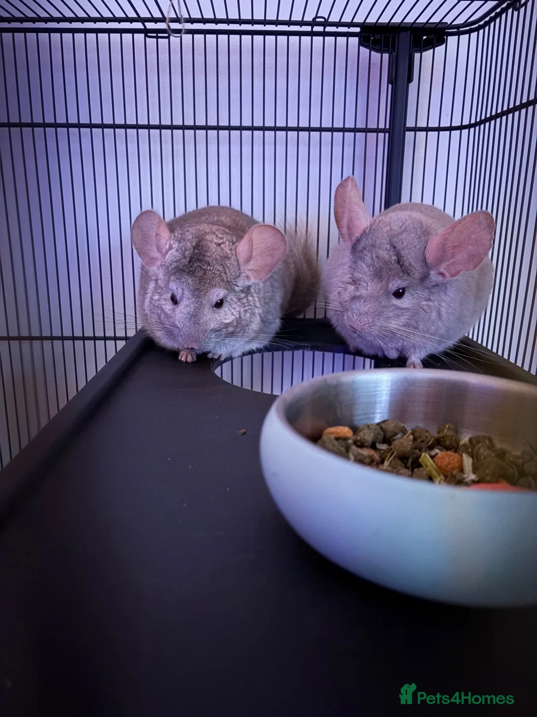 Chinchilla rodents for sale: Two Male chinchillas  in Pontypridd - Advert 1