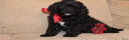 Goldendoodle dogs for sale: Absolutely Gorgeous Goldendoodle F1 Clean Parents - Advert 3