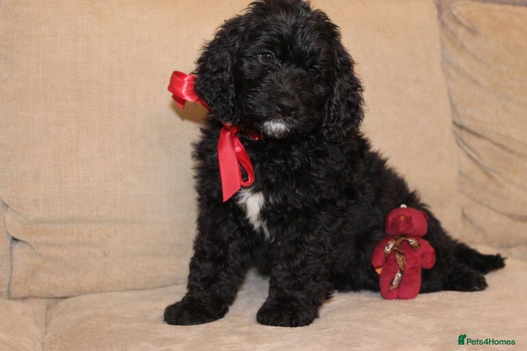 Goldendoodle dogs for sale: Absolutely Gorgeous Goldendoodle F1 Clean Parents - Advert 3
