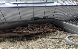 Gerbil rodents for sale: Persian Jirds for sale - Image 4