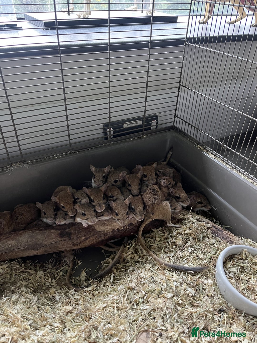 Gerbil rodents for sale: Persian Jirds for sale - Image 4