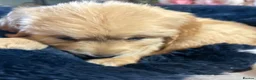 Golden Retriever dogs for sale: OUTSTANDING KC REG GOLDEN RETRIEVER PUPPIES  in Wisbech - Advert 25