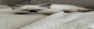 Ragdoll 3
