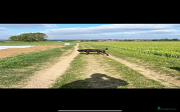 Presa Canario dogs for sale: Presa canario 4 years old  - Image 5