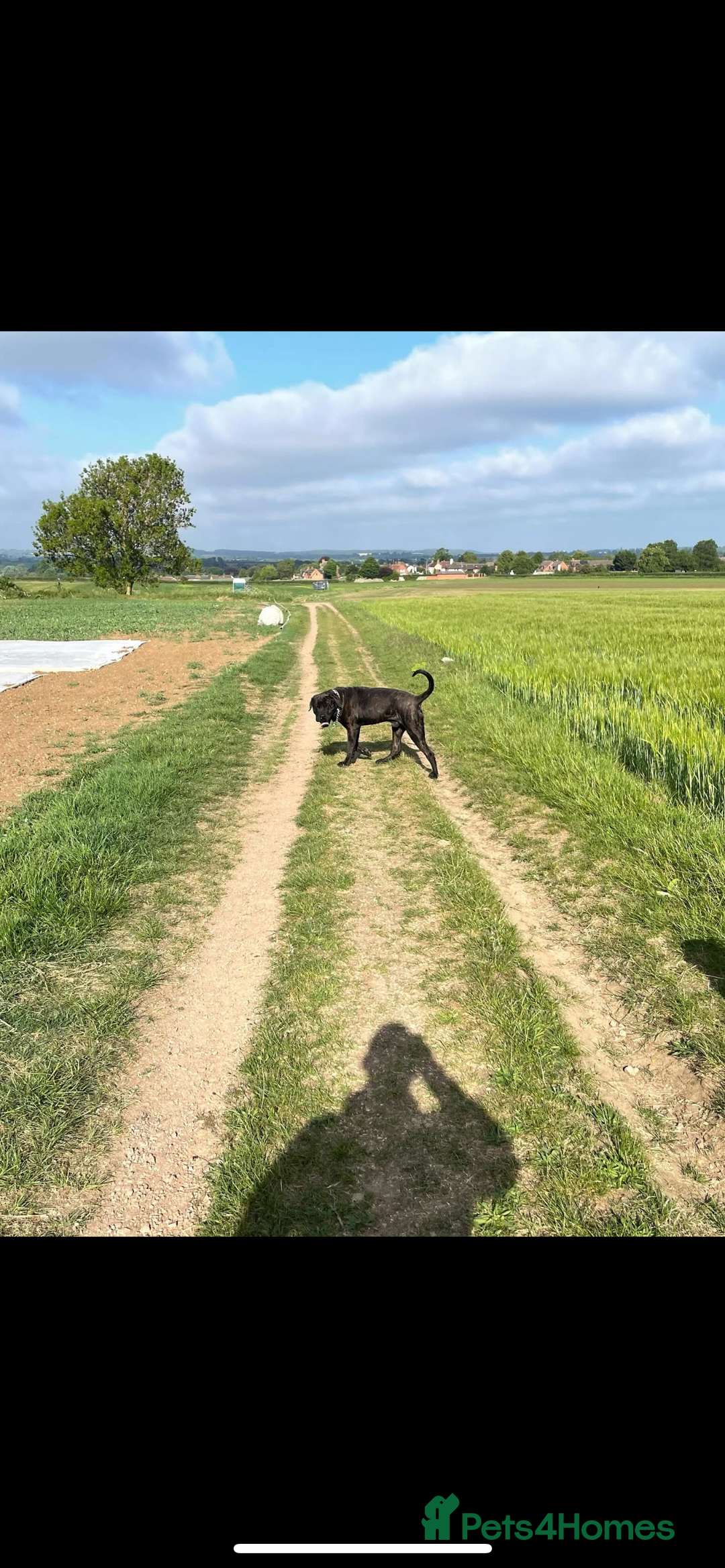 Presa Canario dogs for sale: Presa canario 4 years old  - Image 5