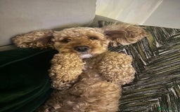 Cockapoo dogs for sale: Stunning litter of F1bb cockapoo’s  - Advert 14