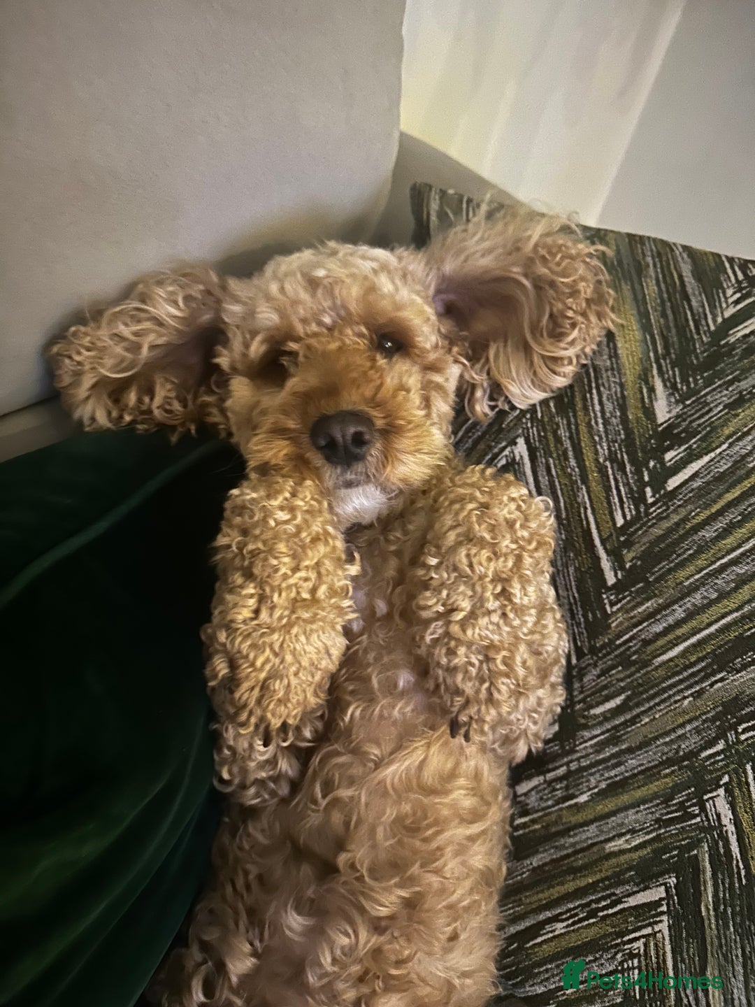 Cockapoo dogs for sale: Stunning litter of F1bb cockapoo’s  - Advert 14