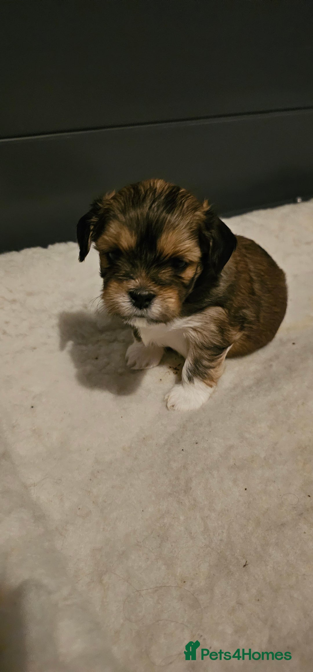 Lhasa Apso dogs for sale: Stunning pedigree Lhasa Apso Puppies - Advert 8
