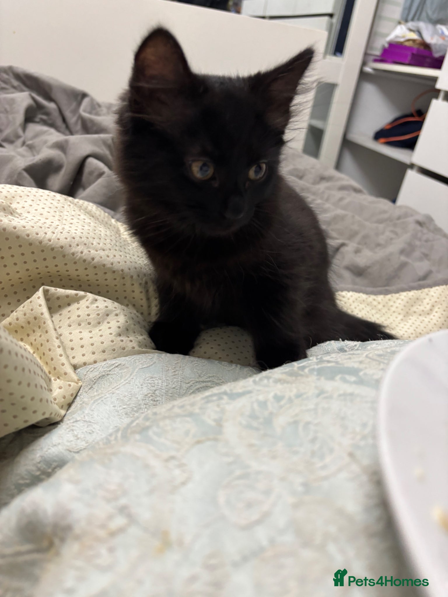 Mixed Breed cats Last Remaining Male Kitten for sale - Advert 3