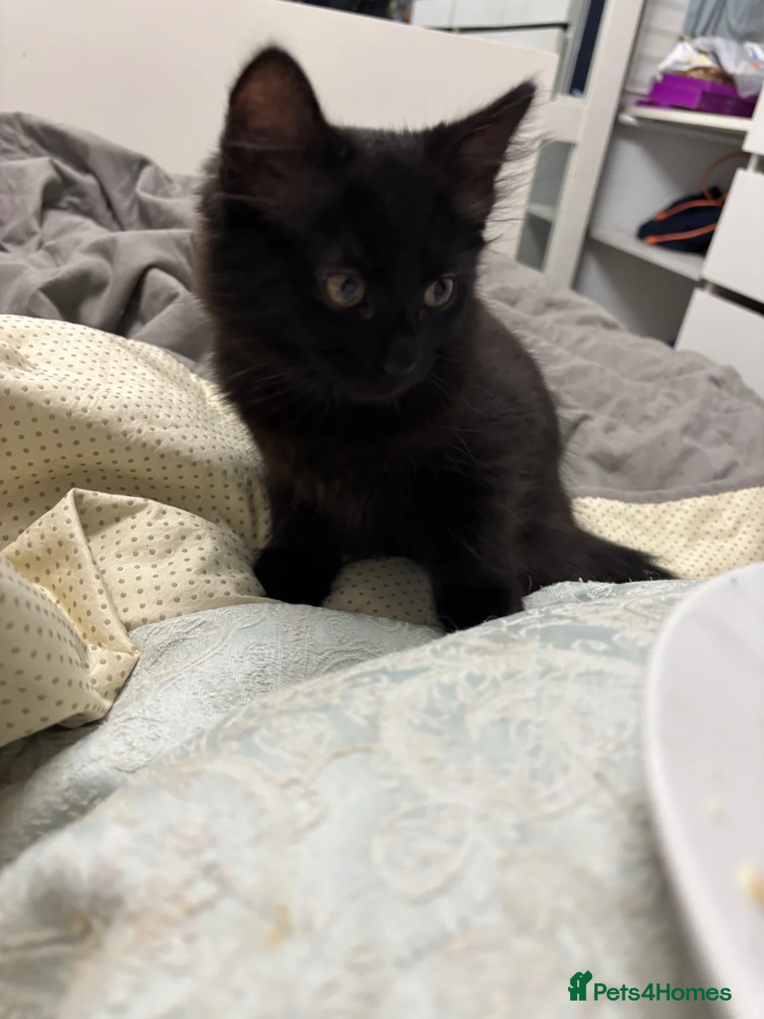 Mixed Breed cats for sale: Last Remaining Male Kitten for sale - Advert 1