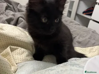 Mixed Breed cats Last Remaining Male Kitten for sale - Advert 2