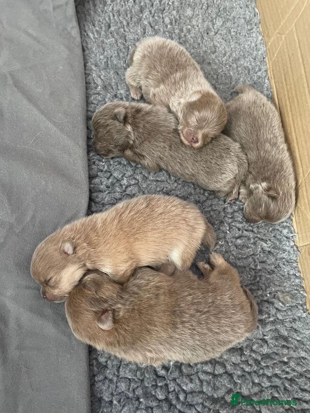 Pomeranian dogs for stud: Solid Lilac Tiny 1.8kg Stud Dog DNA health tested in Rotherham - Advert 21