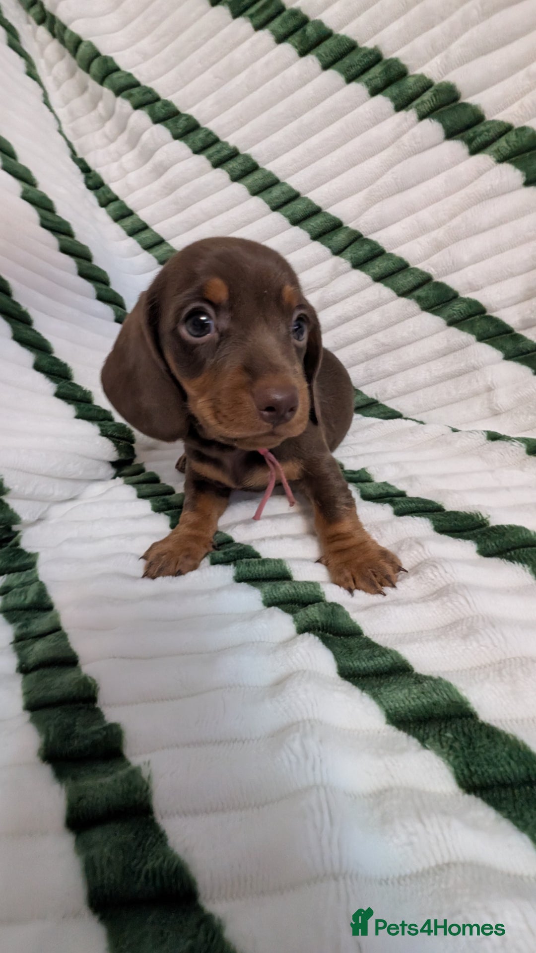 Miniature Dachshund dogs for sale: KC Reg miniature smooth hair daschund boy pups - Advert 18