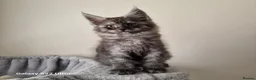 Maine Coon cats for sale: Licensed breeder-maine coon kittens - Advert 33