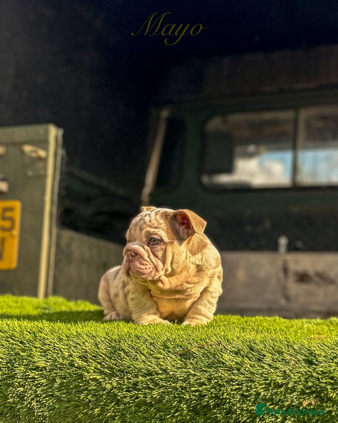 English Bulldog dogs for sale: 🔥 THE JACKPOT PUPPIES ARE HERE 🔥 - Image 9