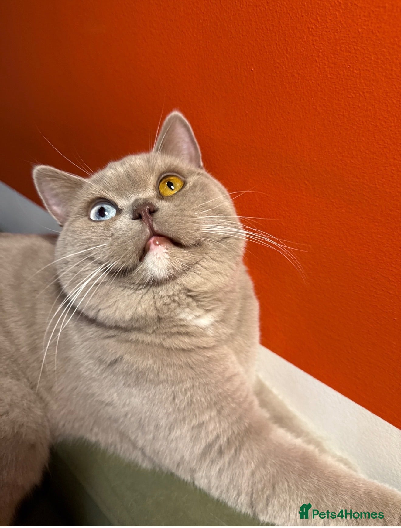 British Shorthair cats 💜 Stunning odd-eye lilac boy 💜 - Advert 2