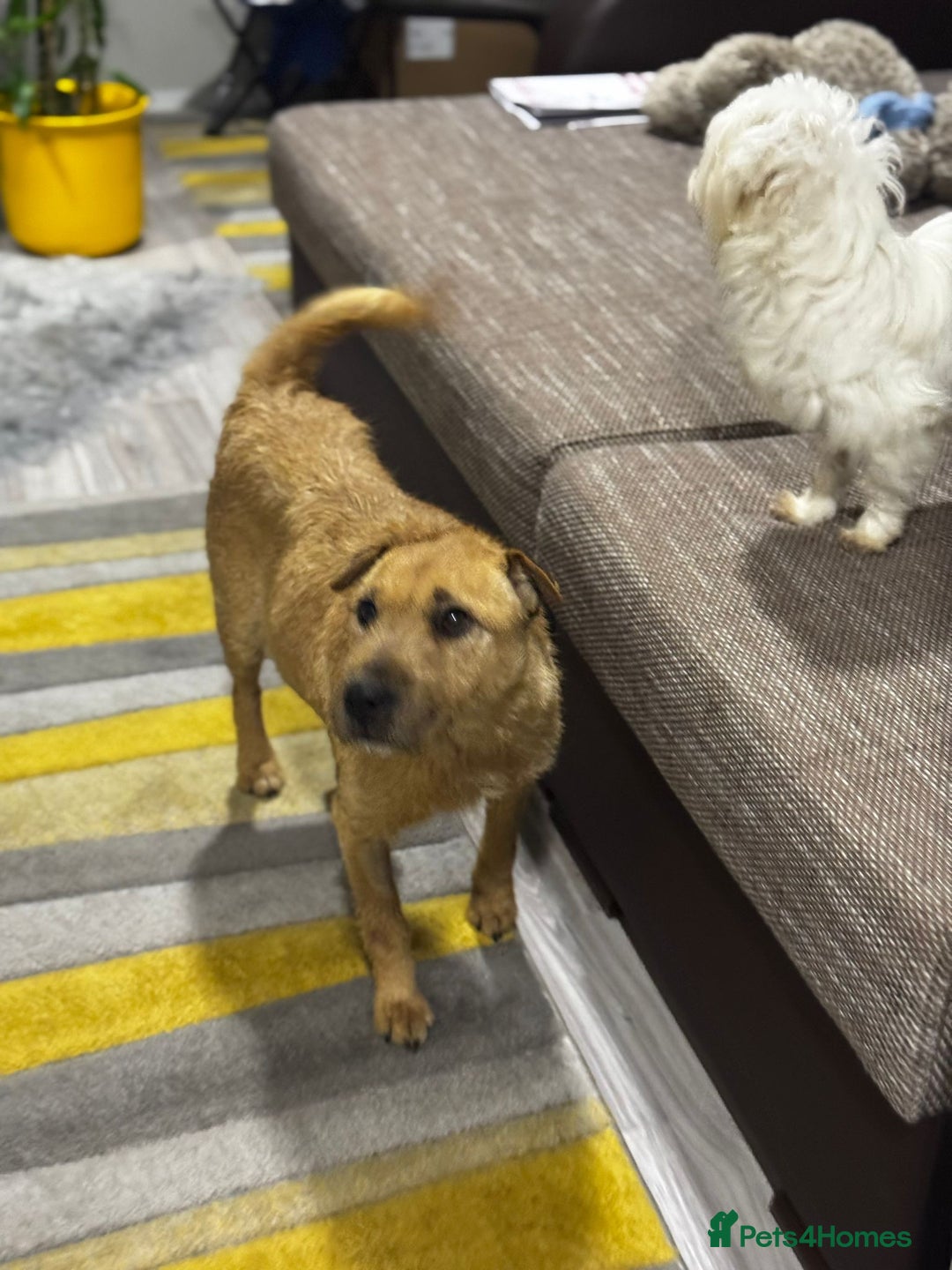 Mixed Breed dogs for adoption: Sweet Molly Needs Love  - Advert 9