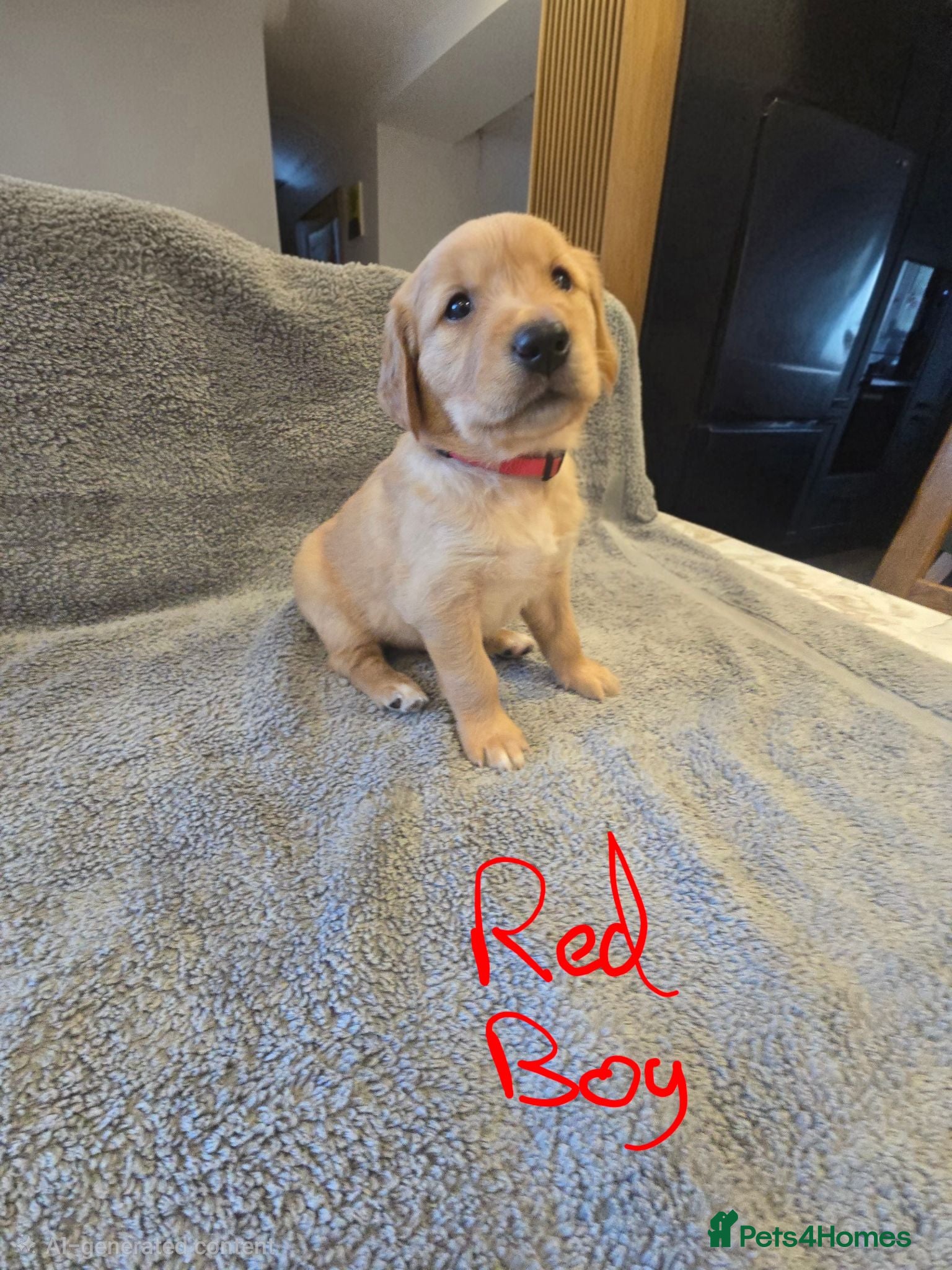 Golden Retriever dogs Puppies  - Advert 2