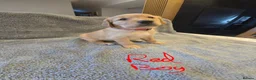 Golden Retriever dogs for sale: Puppies  - Advert 2