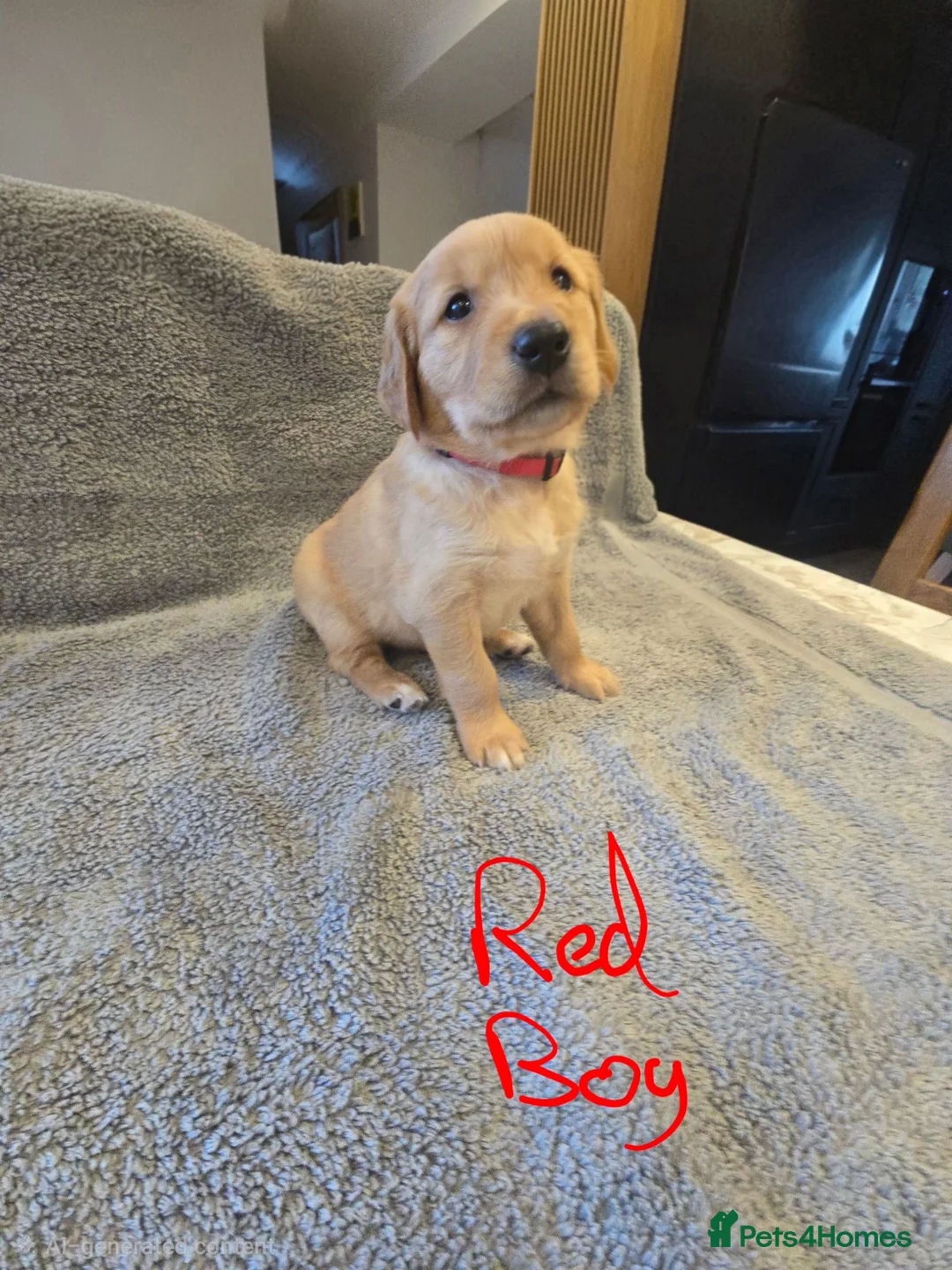 Golden Retriever dogs for sale: Puppies  - Advert 2
