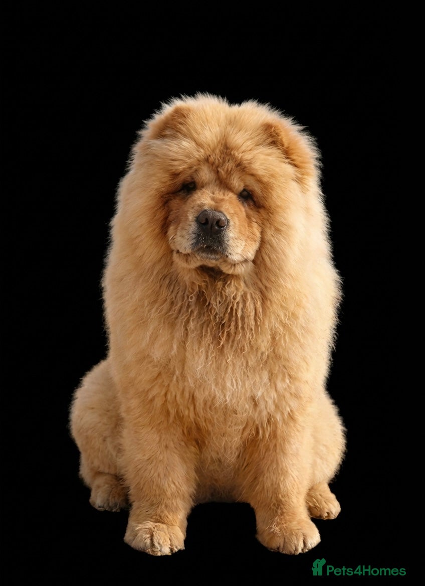 Chow Chow dogs REDUCED KC Registered Female Chow Chow  - Advert 5