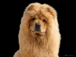 Chow Chow dogs REDUCED KC Registered Female Chow Chow - Advert 5