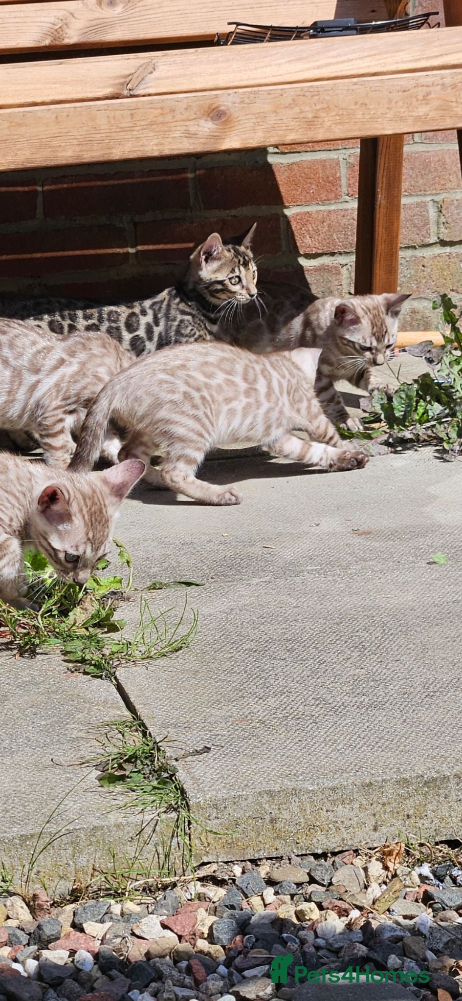 Bengal cats TICA registered bengal kittens - Advert 15