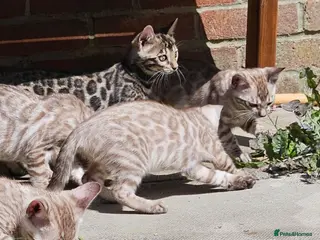 Bengal cats TICA reg bengal kittens - ready now - Advert 1