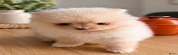 Pomeranian dogs for sale: Beautiful Pomeranian puppies - Advert 2